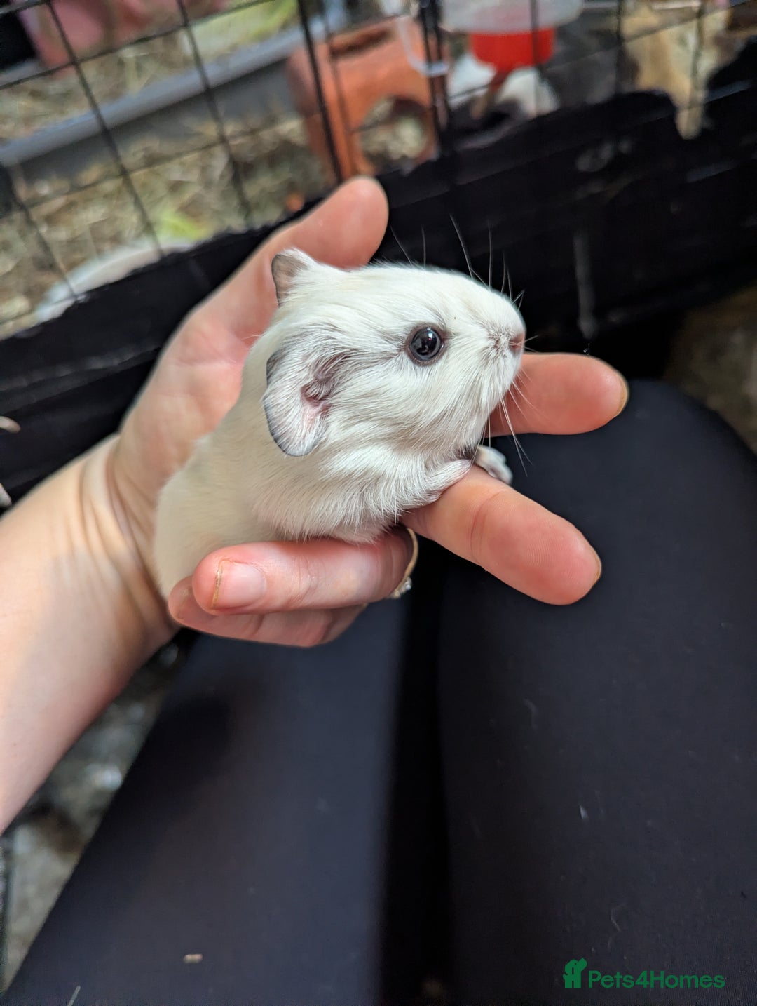 Guinea Pig rodents for sale: Baby guinea pigs  - Advert 2