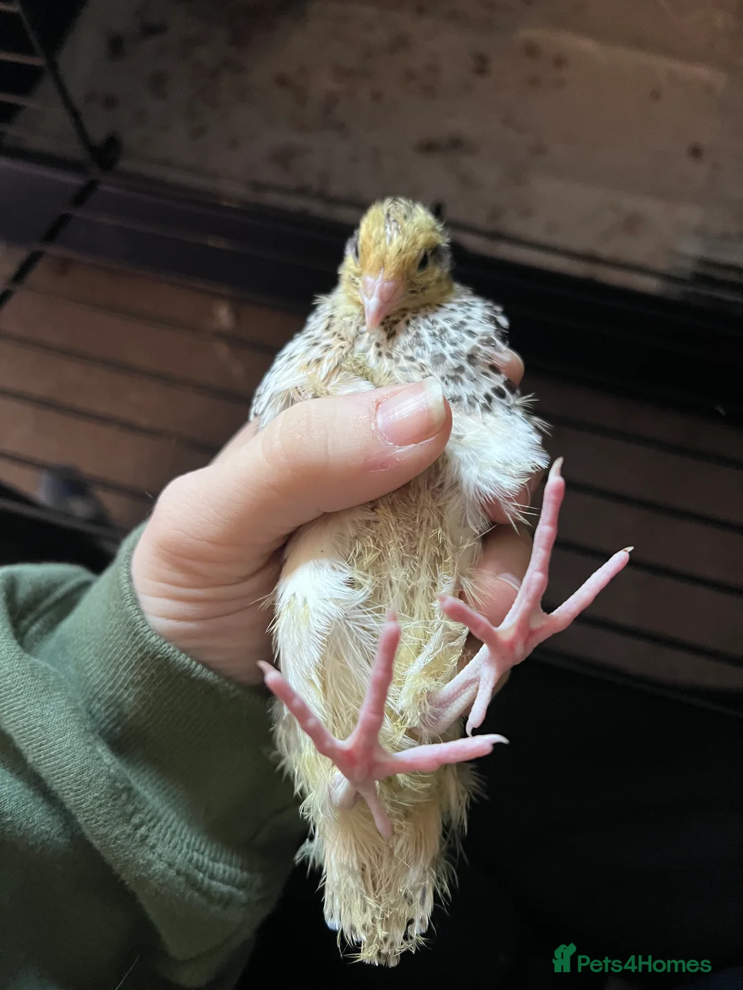 Quail poultry for sale: 2 quails - Advert 1