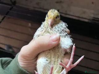 Quail poultry 2 quails - Advert 6