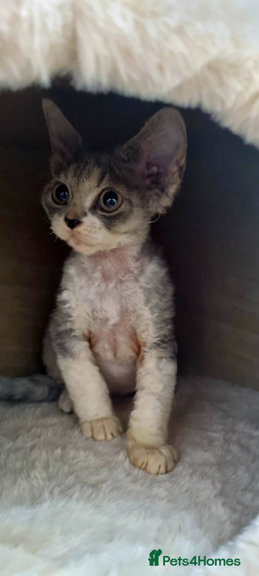 Devon Rex cats Three lovely brothers and sister - Advert 1