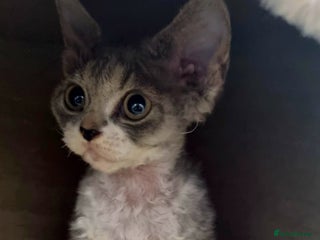 Devon Rex cats Three lovely brothers and sister - Advert 2