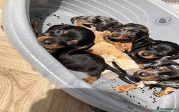 Miniature Dachshund dogs for sale: Miniature dachshund puppies - Image 5