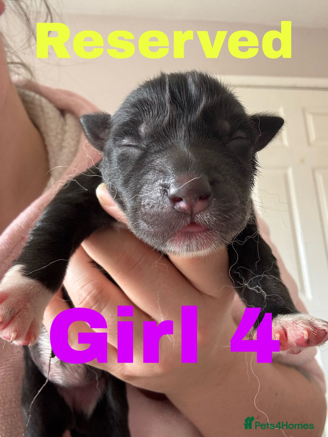 Siberian Husky dogs for sale: 8 beautiful husky puppies - Image 6