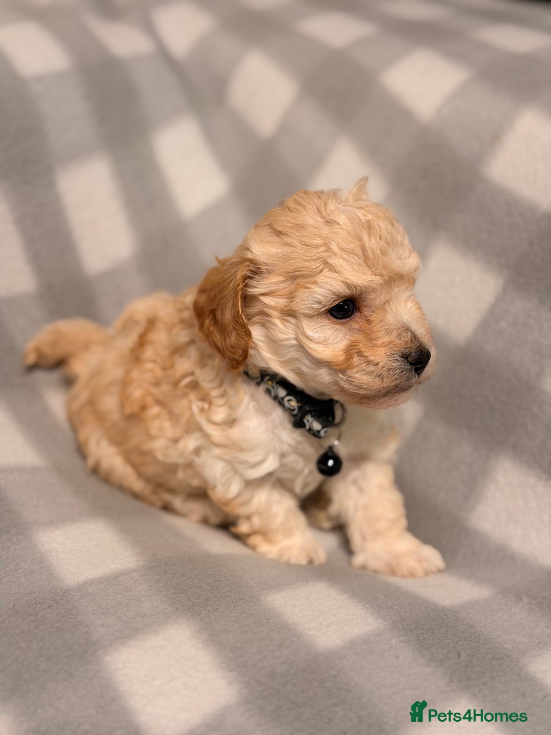 Cavapoochon dogs for sale: Cavapoochon Puppies Available From 12th January - Advert 9