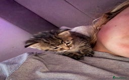 Mixed Breed cats for sale: Beautiful Kittens For Sale  - Image 9