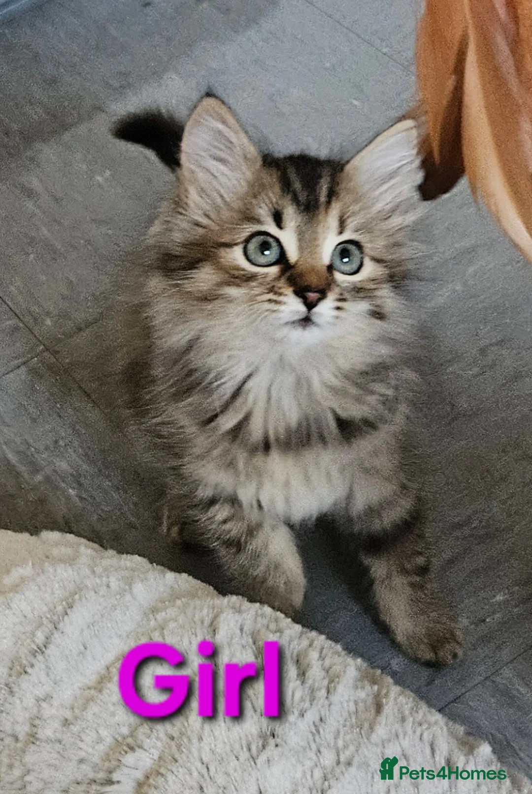 Maine Coon cats for sale: Mainecoon X kittens in Leeds - Advert 2