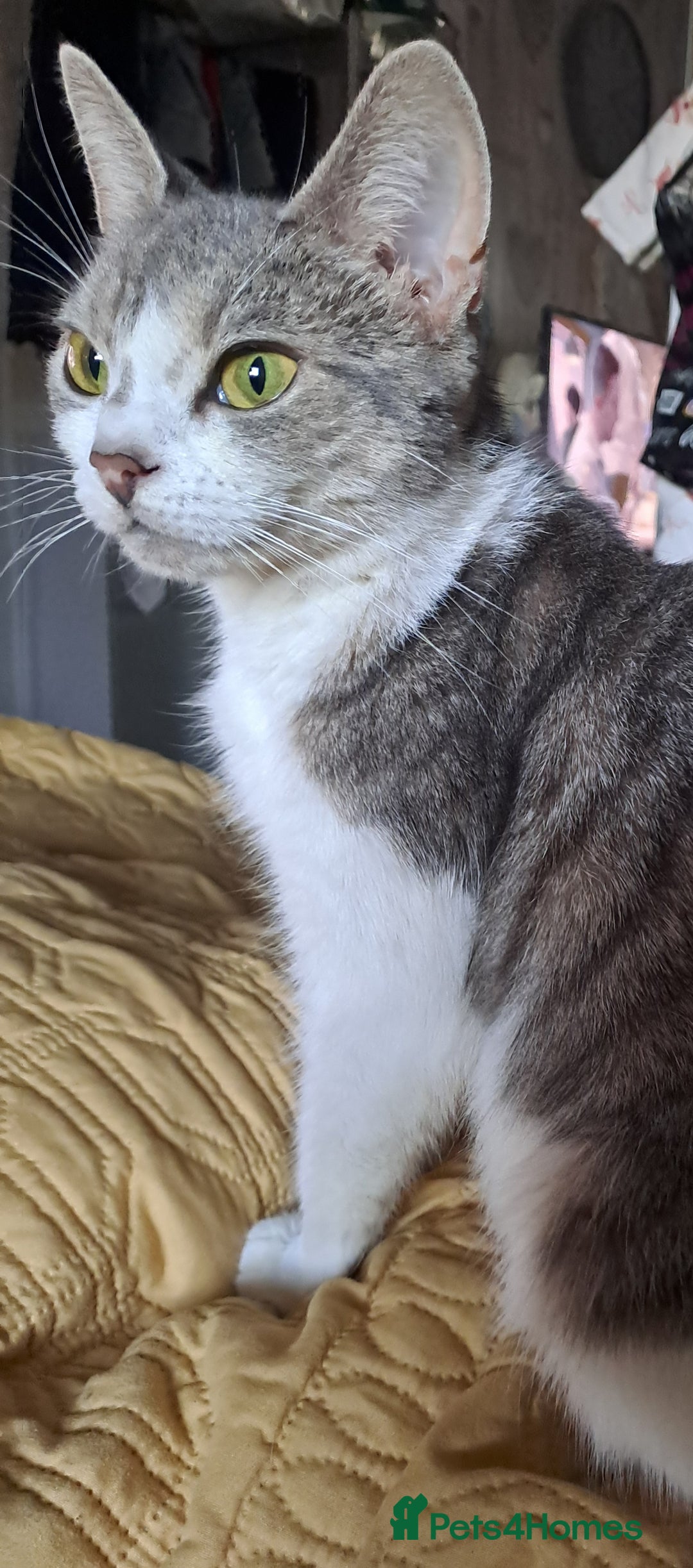 Mixed Breed cats for sale: Fluffy longhaired Kitten with Love Heart Nose  - Image 7
