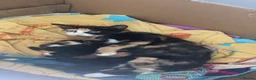 Mixed Breed cats for sale: Cute kitten litter of mix breed.  - Advert 2