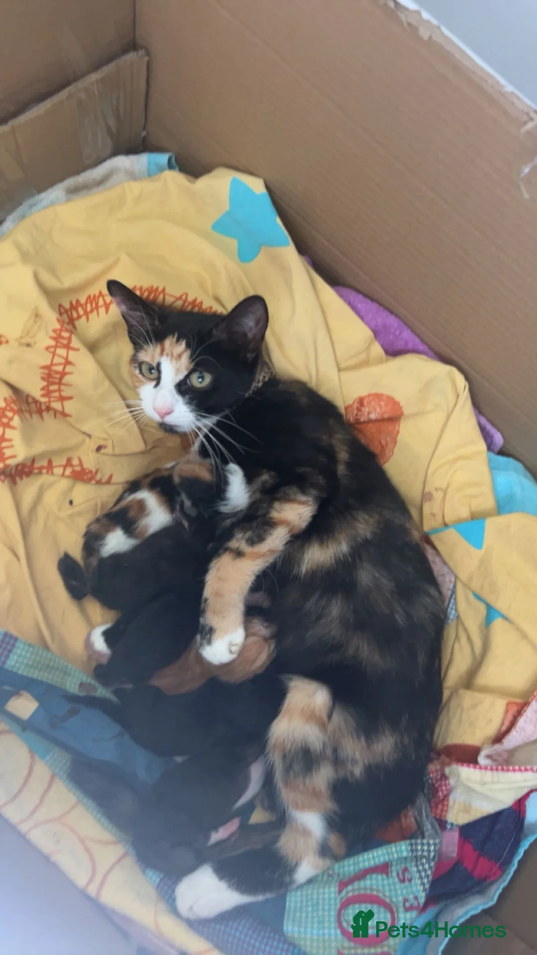 Mixed Breed cats for sale: Cute kitten litter of mix breed.  - Advert 2