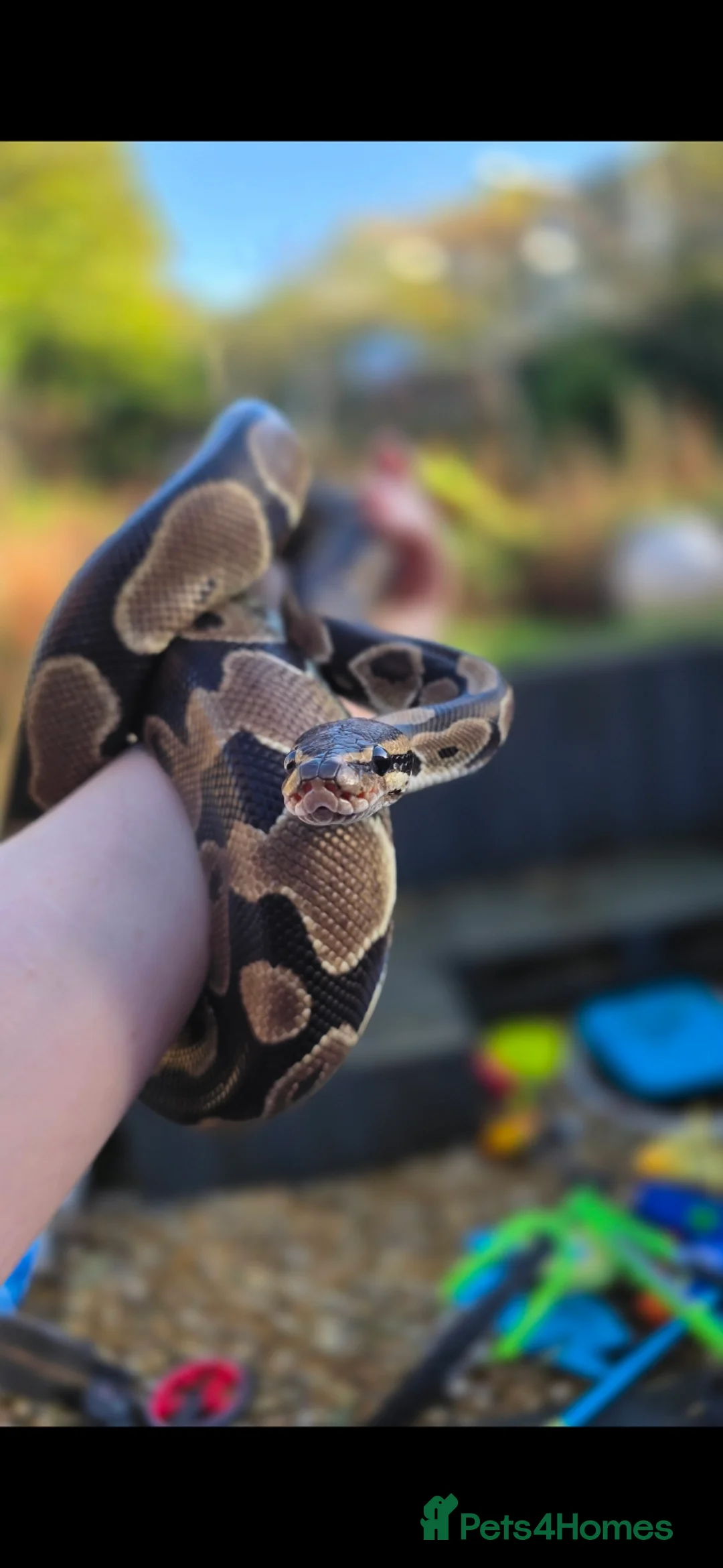 King Snake reptiles for sale: Ball Pythons - Advert 1