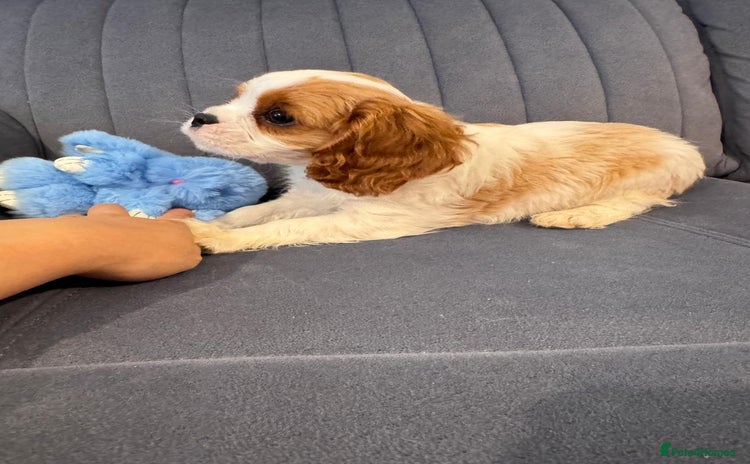 Cavalier King Charles Spaniel dogs - Advert 1