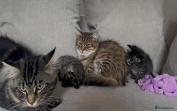 Maine Coon cats for sale: 2 Maine coon x tabby kittens  - Image 8