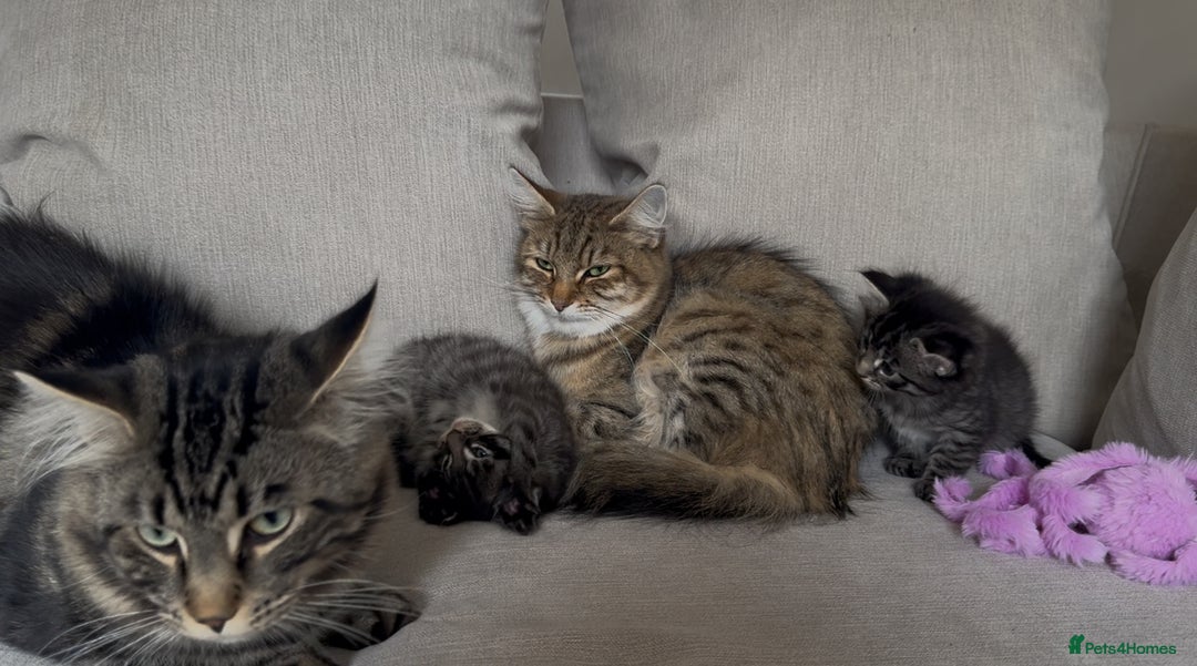 Maine Coon cats for sale: 2 Maine coon x tabby kittens  - Image 8