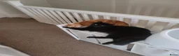 British Shorthair cats for sale: 2x tabby cats in Poole - Advert 7