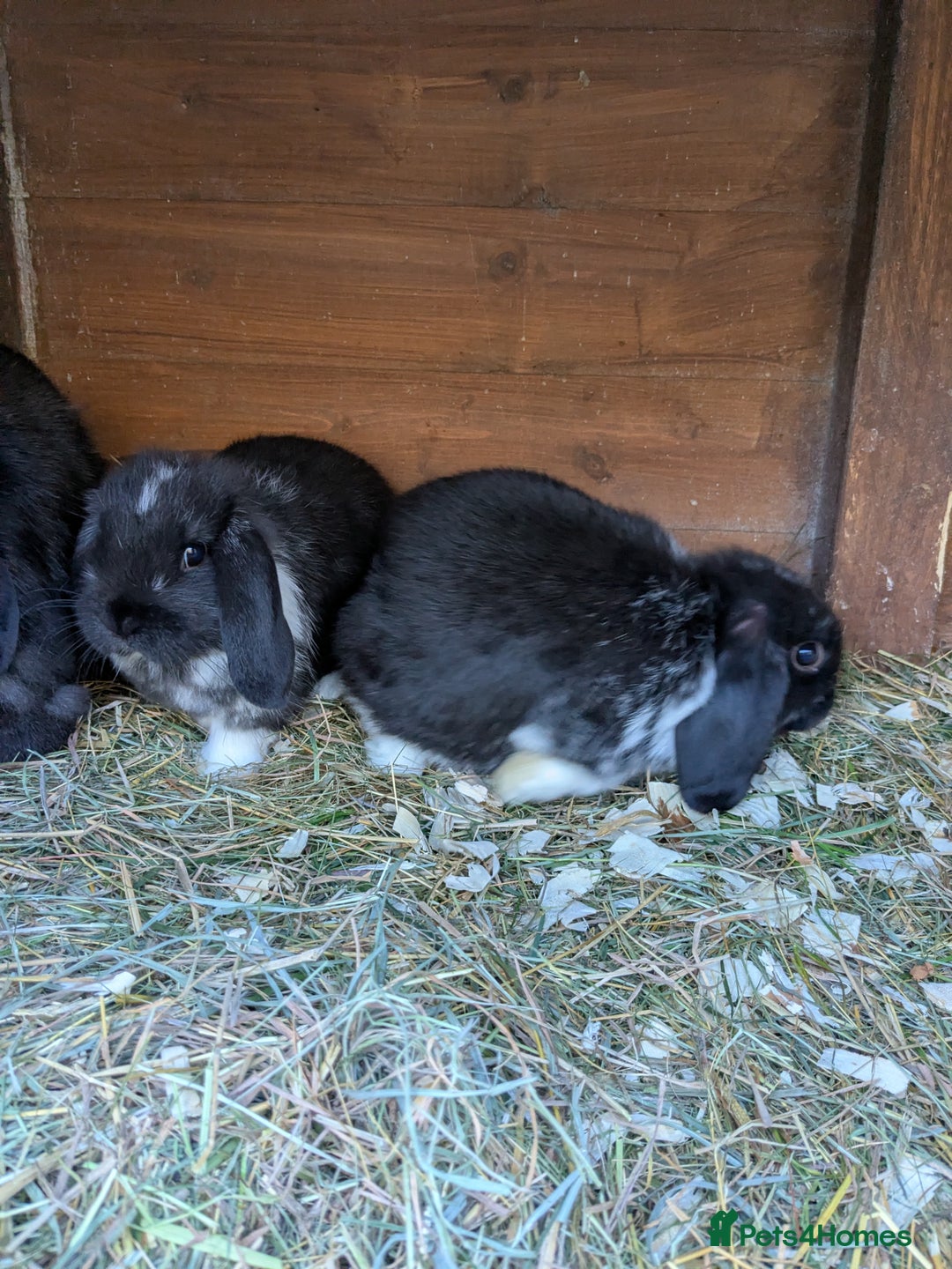 Mini Lop rabbits for sale: Mini lop rabbits - Advert 2
