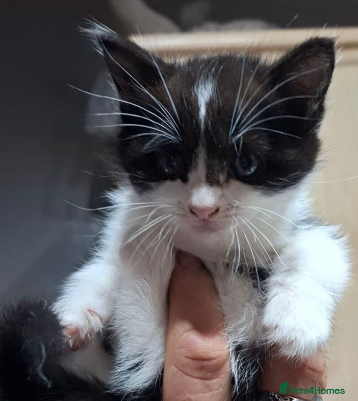 Mixed Breed cats Kittens available now  - Advert 2