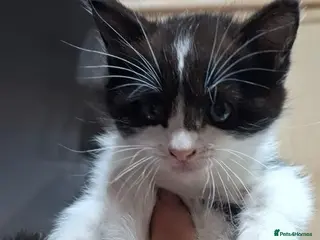 Mixed Breed cats Kittens available now - Advert 2