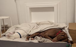 American Bull Staffy dogs for sale: Sweet Bully needs a home - Advert 2