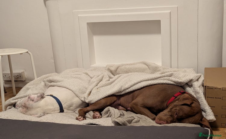 American Bull Staffy dogs Sweet Bullies need two different homes - Advert 1