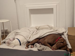 American Bull Staffy dogs for sale: Sweet Bullies need two different homes - Advert 1