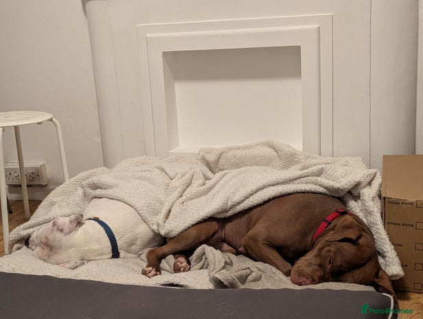 American Bull Staffy dogs Sweet Bullies need two different homes - Advert 1