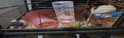 Rat rodents for sale: 3 x female rats 5 months  - Advert 4