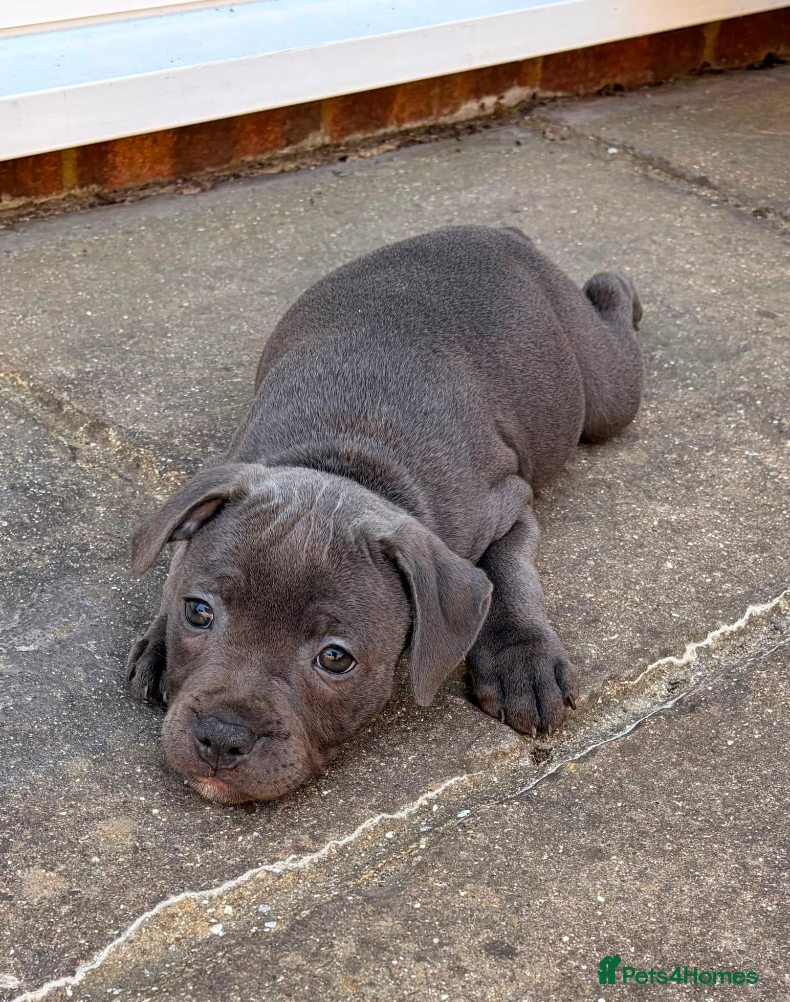 Staffordshire Bull Terrier dogs PHARAON PUPPIES 🏆 STAFFORDSHIRE BULL TERRIERS  - Advert 2