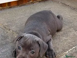 Staffordshire Bull Terrier dogs PHARAON PUPPIES 🏆 STAFFORDSHIRE BULL TERRIERS - Advert 2