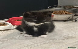 Ragdoll cats for sale: 4 kittens looking for new family  - Image 3