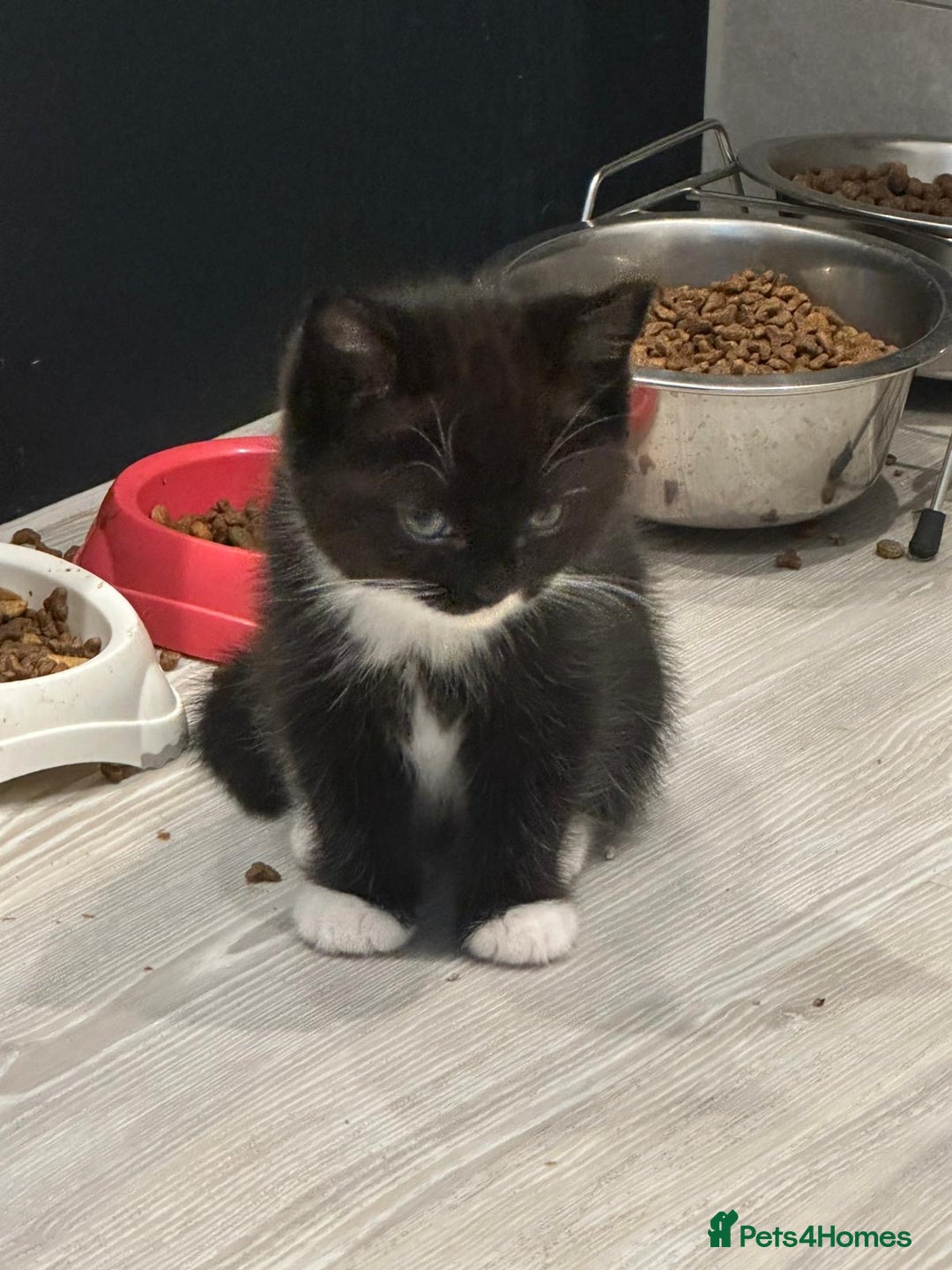 Ragdoll cats for sale: 4 kittens looking for new family  - Image 3