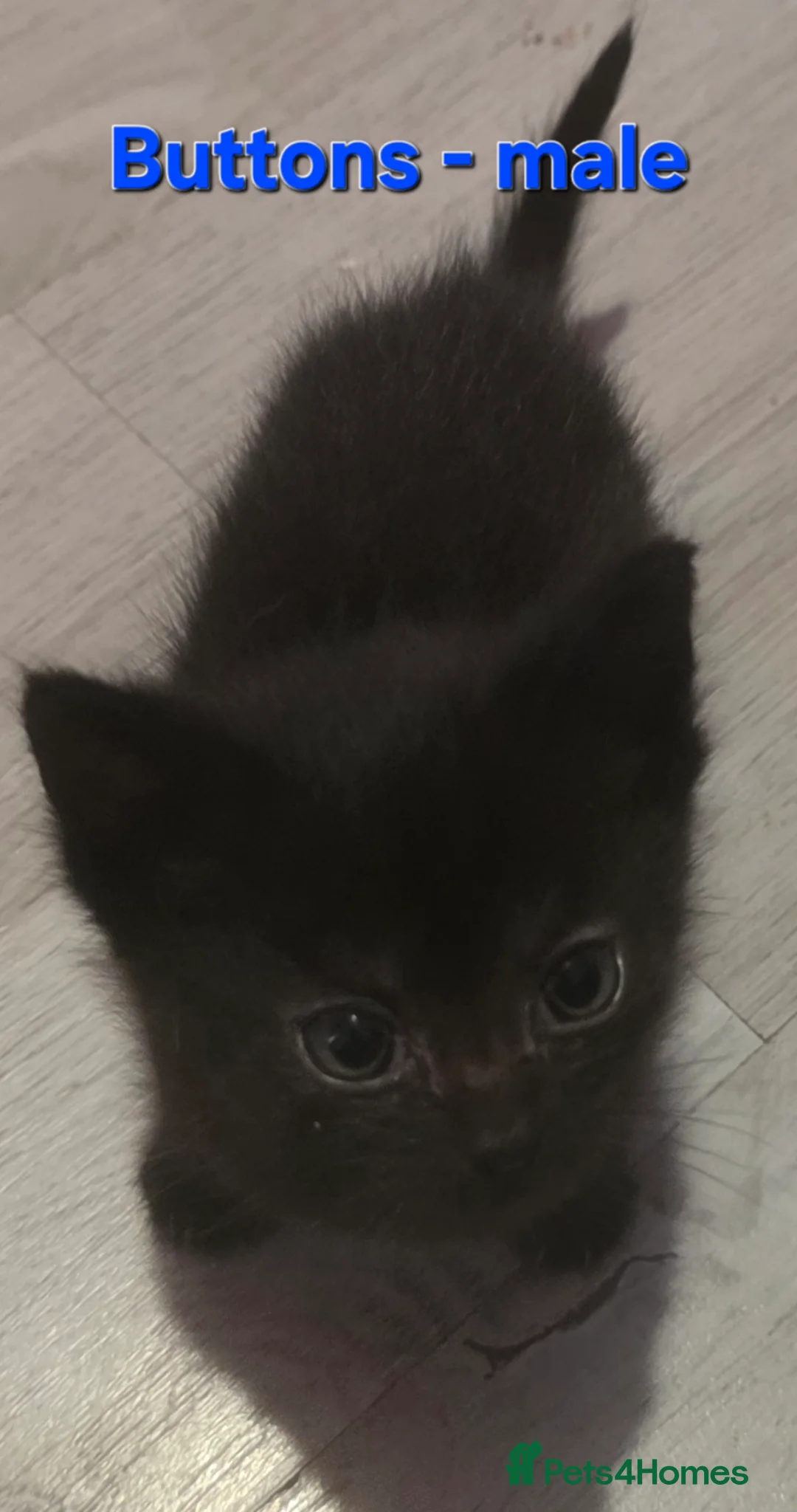 Mixed Breed cats for sale: 5 beautiful kittens looking for forever homes  - Advert 2
