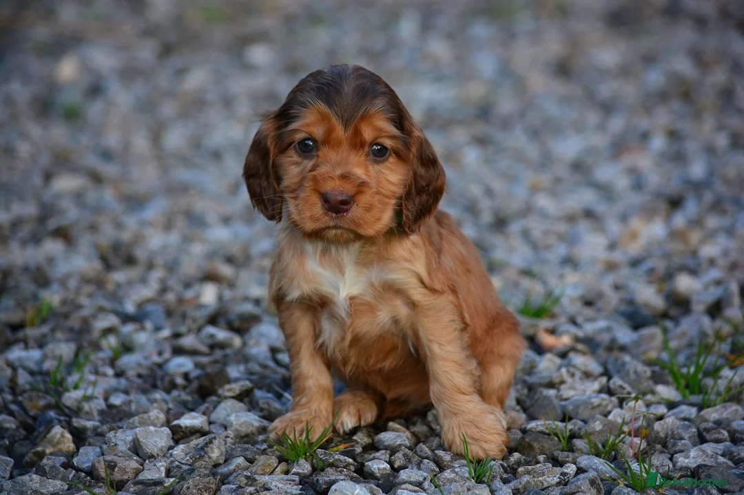 Cocker Spaniel dogs for sale: 5 Sable Cocker Spaniel Puppies - Advert 3