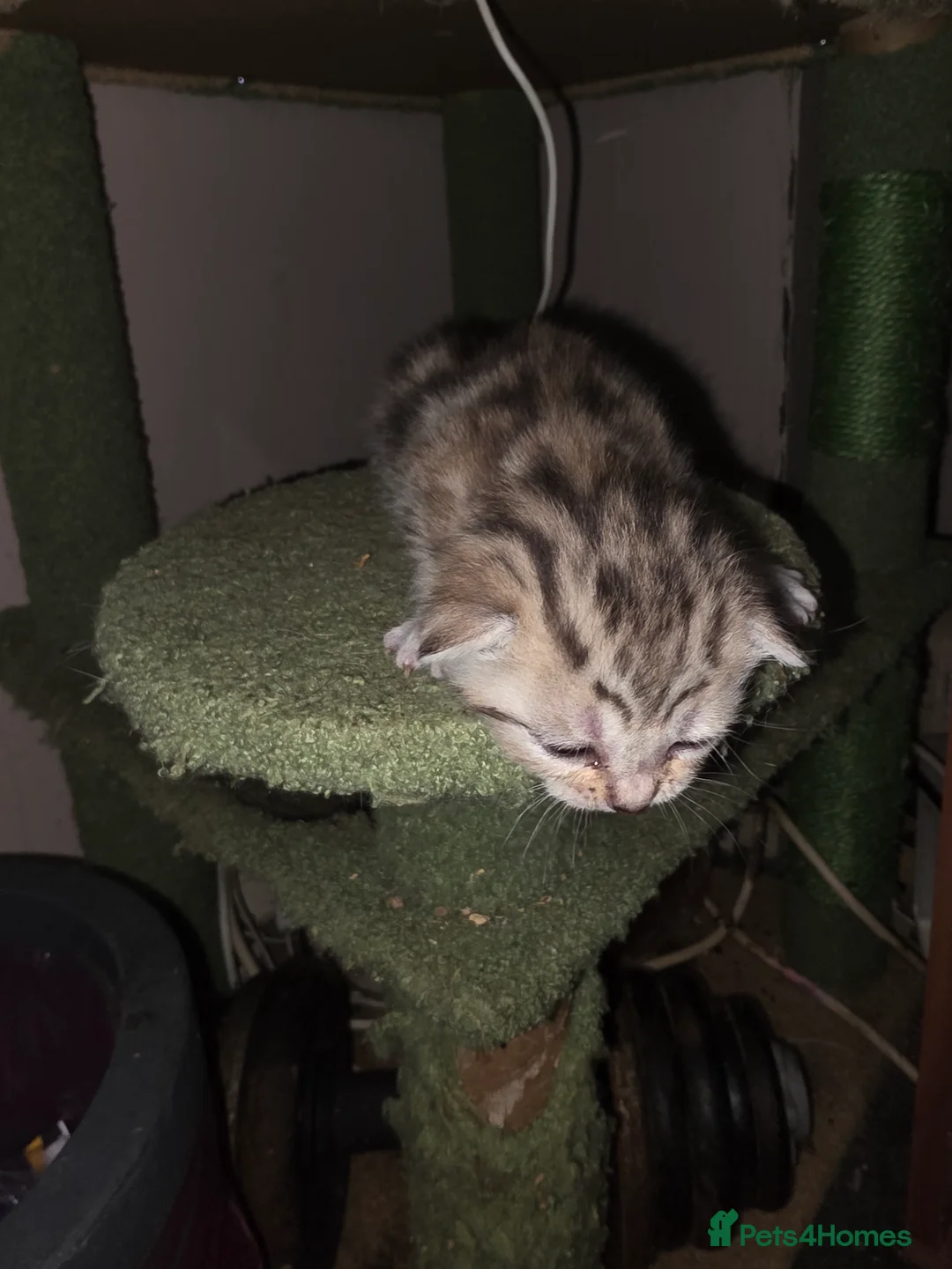 Mixed Breed cats for sale: Beautiful kittens  - Advert 4