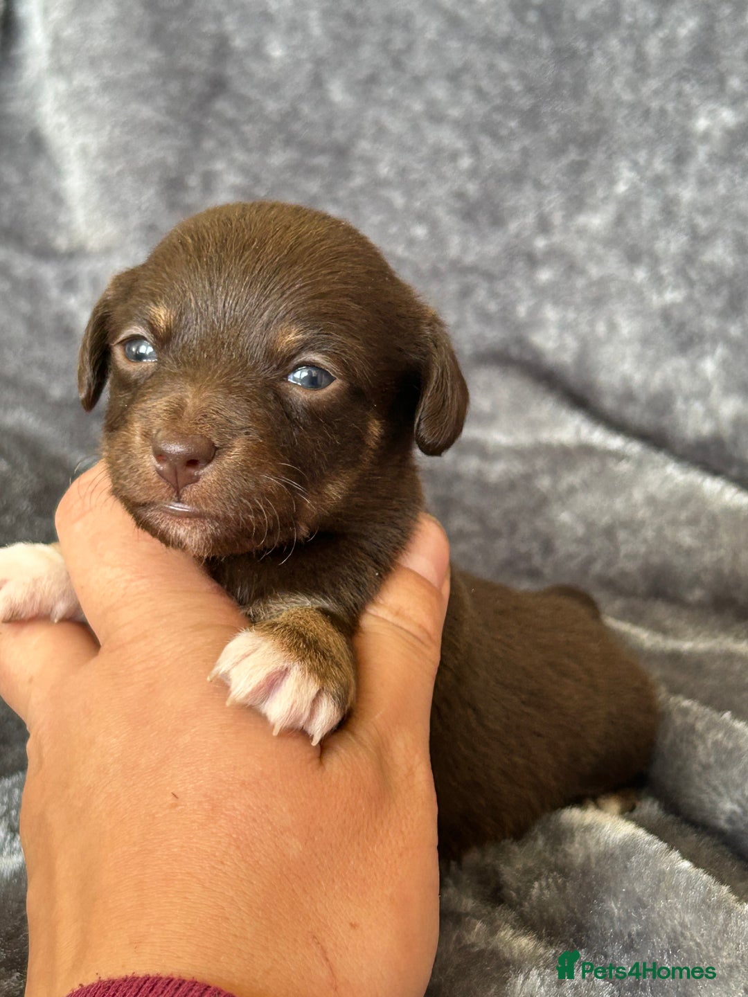 Jack Russell dogs for sale: Beautiful Rare Merle Mini Jack Russell Puppies  - Image 6