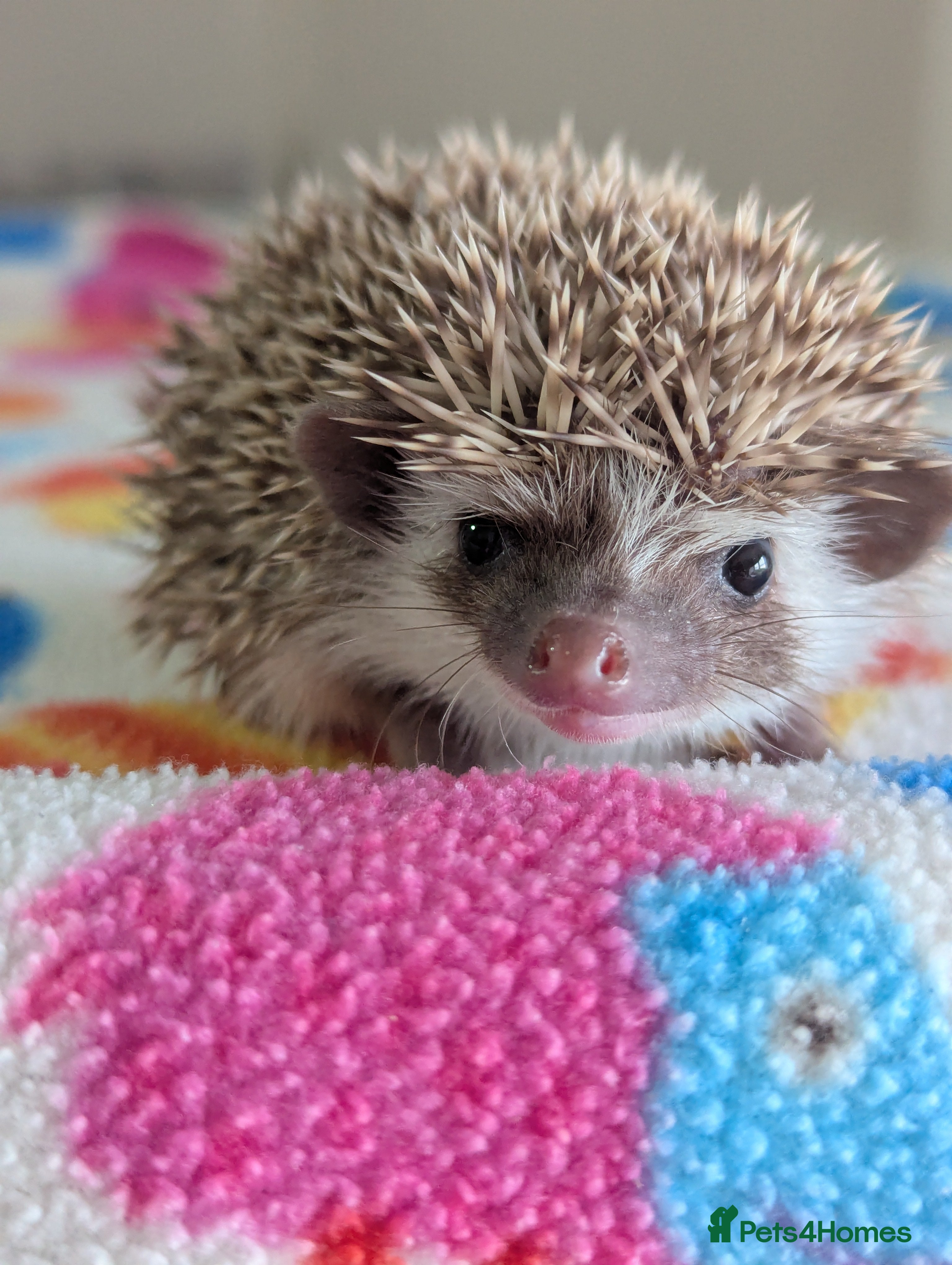 Pygmy Hedgehog rodents Gorgeous Baby Hoglets/ Ready to Reserve!!! - Advert 1