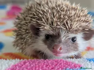 Pygmy Hedgehog rodents Gorgeous Baby Hoglets/ Ready to Reserve!!! - Advert 13