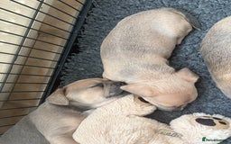 Mixed Breed dogs for sale: French bullhuahua - Image 31