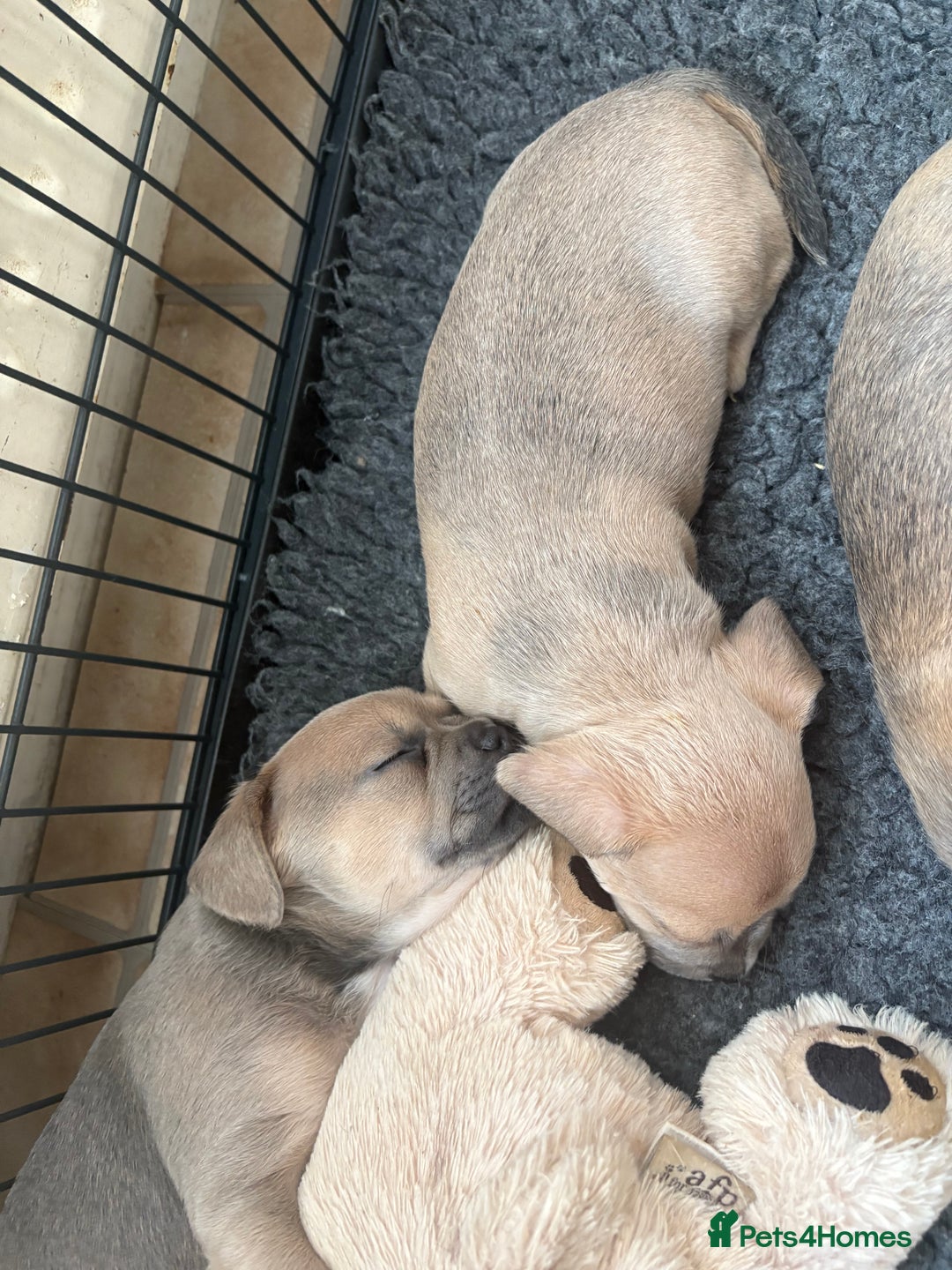 Mixed Breed dogs for sale: French bullhuahua - Image 31