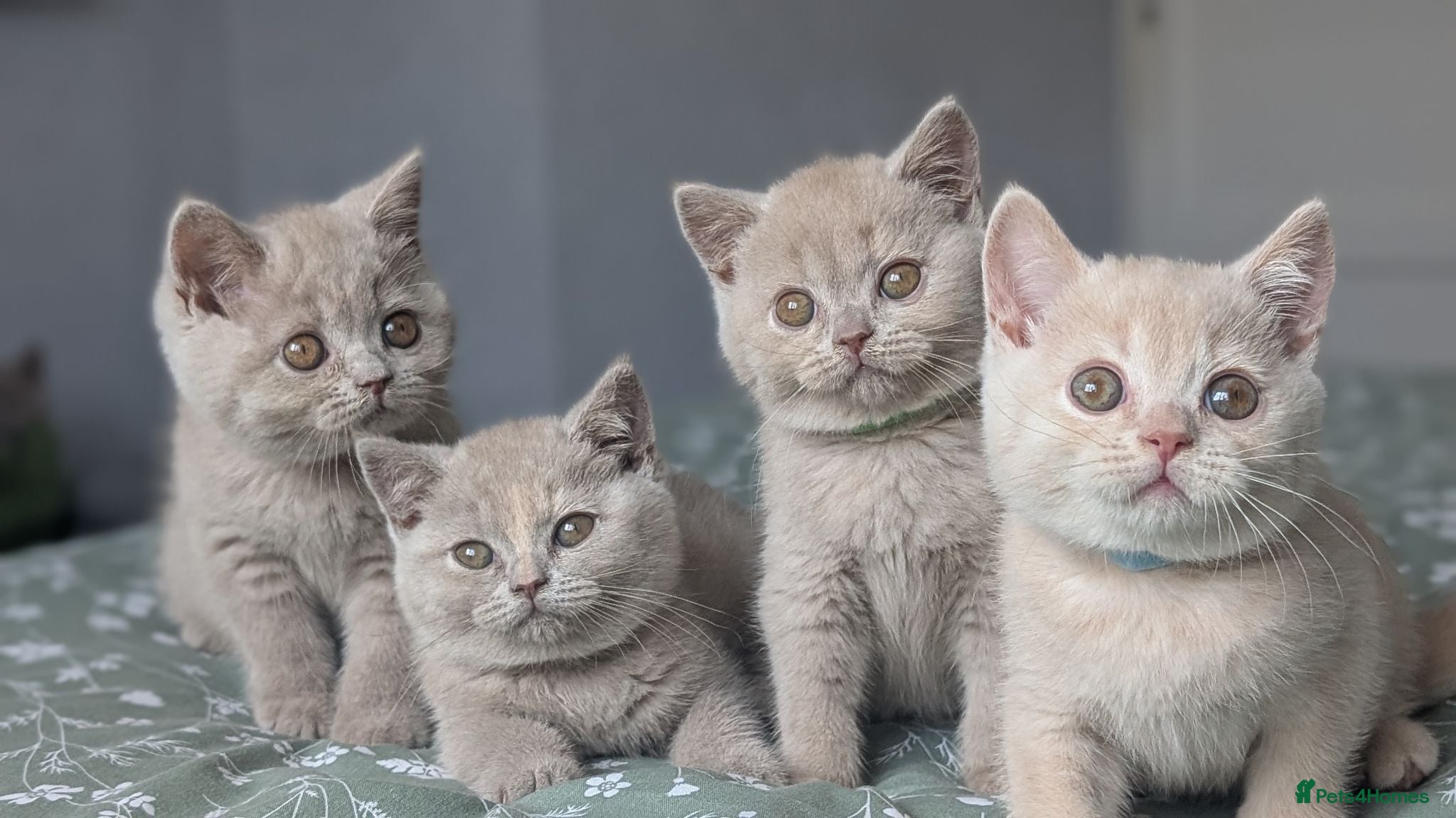 British Shorthair cats Summer price  - Advert 1