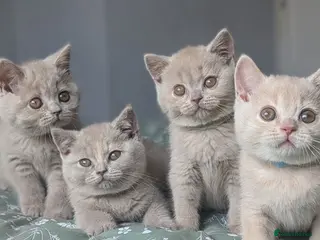 British Shorthair cats Summer price - Advert 1