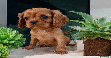 Cavalier King Charles Spaniel dogs - Advert 14