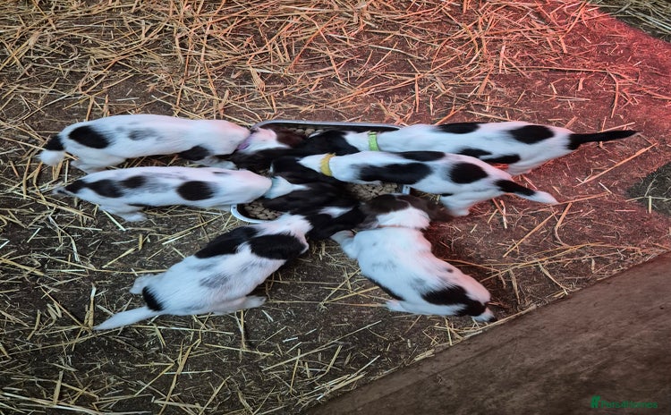 English Springer Spaniel dogs READY NOW Springer Spaniel Pups - Advert 5