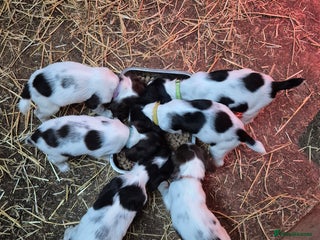 English Springer Spaniel dogs READY NOW Springer Spaniel Pups - Advert 5