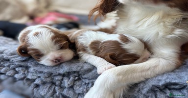 Cavalier King Charles Spaniel dogs - Advert 10