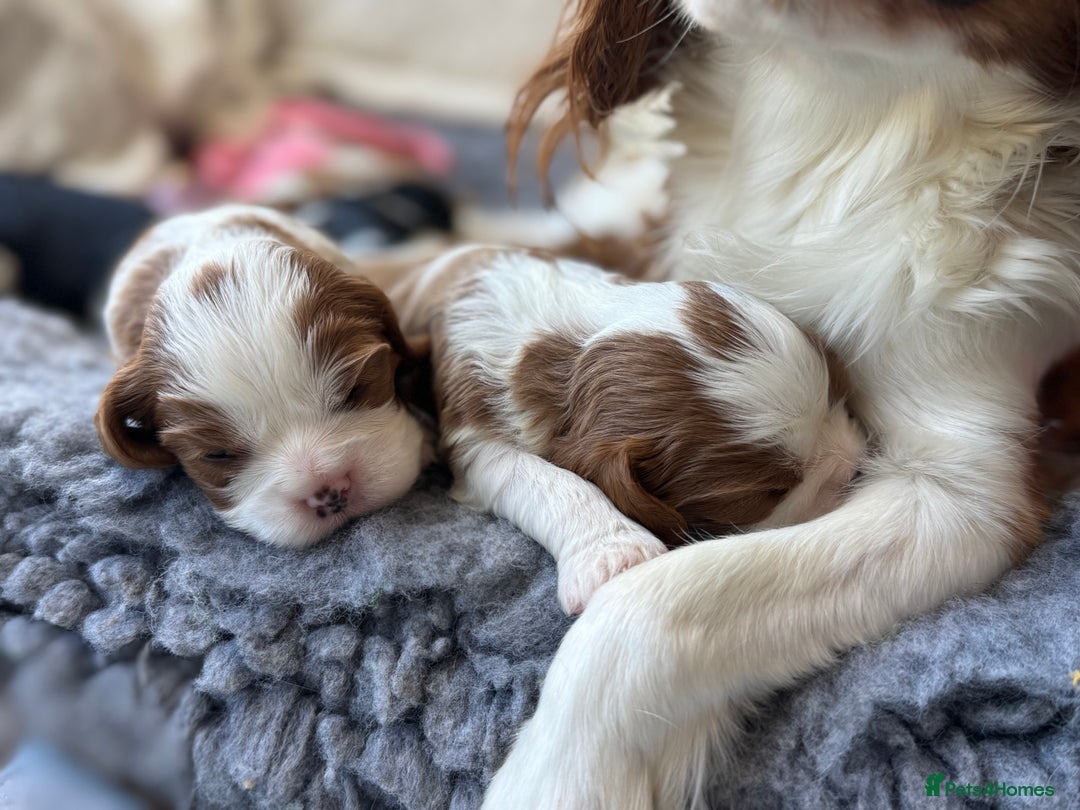 Cavalier King Charles Spaniel dogs for sale: All correct health test taken !  - Image 2