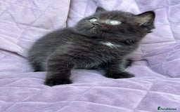 British Shorthair cats for sale: British shorthair kittens🐻🐻‍❄️🐻🐻‍❄️🐻🐻‍❄️ - Image 7