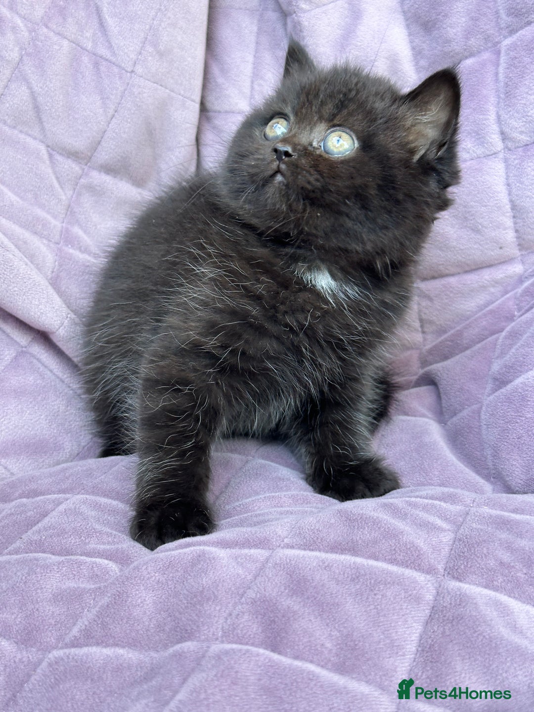 British Shorthair cats for sale: British shorthair kittens🐻🐻‍❄️🐻🐻‍❄️🐻🐻‍❄️ - Image 7