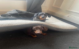 Miniature Dachshund dogs for sale: MUST GO AS A PAIR - Image 5