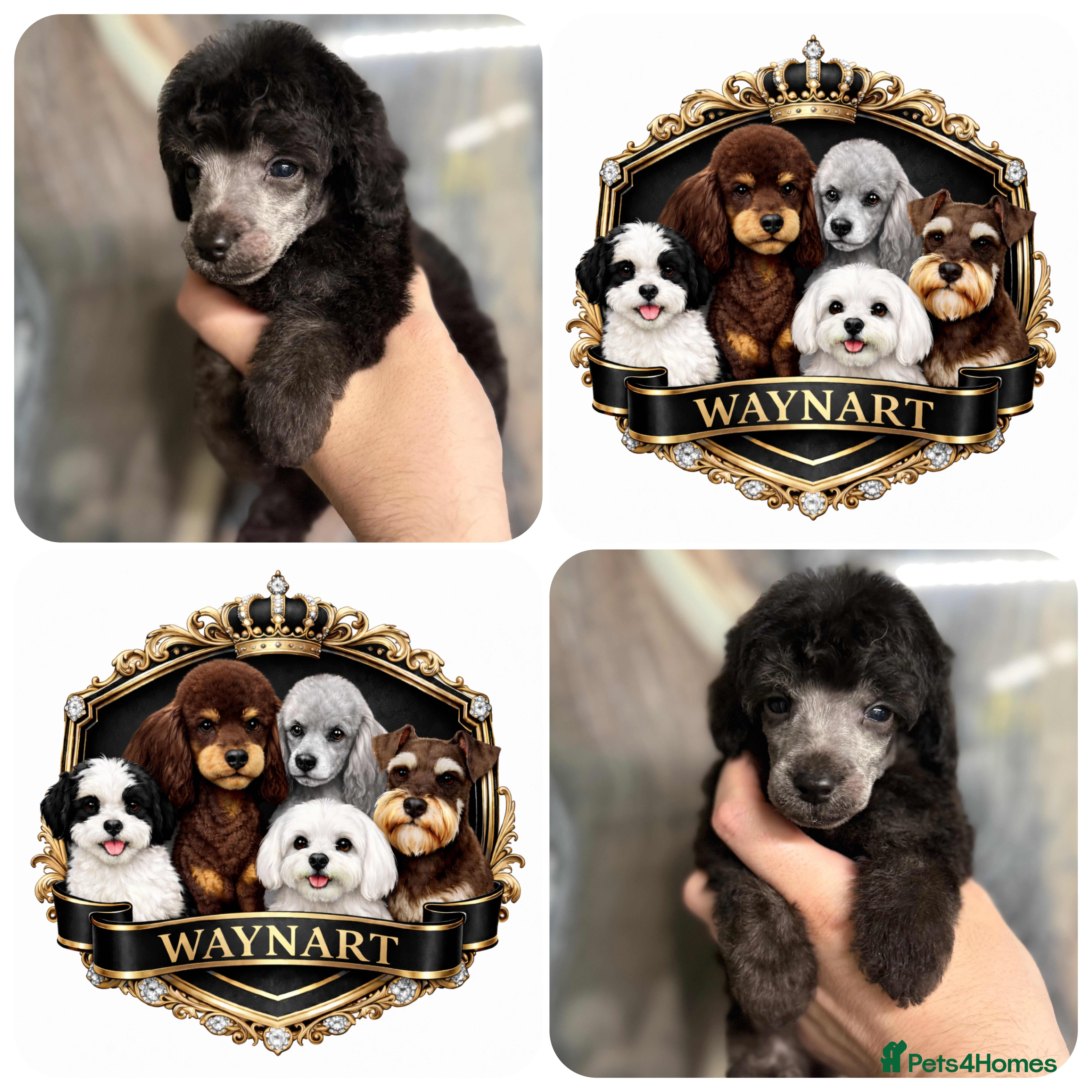 Miniature Poodle dogs 💫 LAST OUTSTANDING SILVER MINI POODLE BOY 💫  - Advert 4