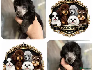 Miniature Poodle dogs 💫 LAST OUTSTANDING SILVER MINI POODLE BOY 💫 - Advert 4